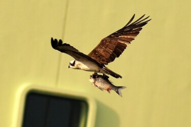 コイを掴んで飛翔中