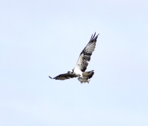 コイを掴んで飛翔中