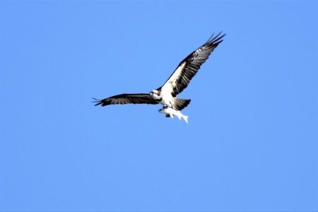 ボラを掴んで飛翔中