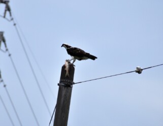 電柱にボラを掴んでとまる