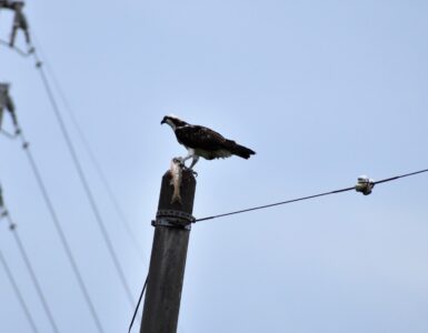 電柱にボラを掴んでとまる