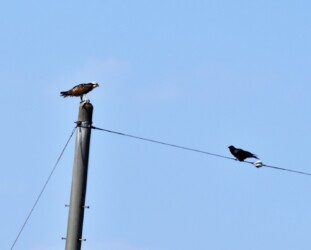 おこぼれ頂戴のカラス