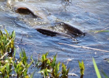 並走しながら泳ぐヘラブナ