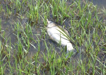 浅瀬に取り残されたヘラブナ