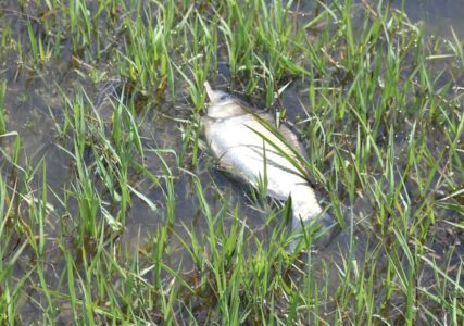 浅瀬に取り残されたヘラブナ