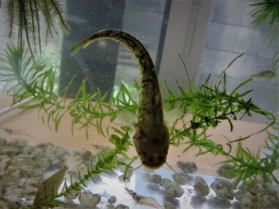 ナマズ