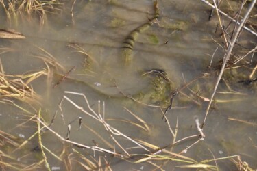 メスを追いかけるオス