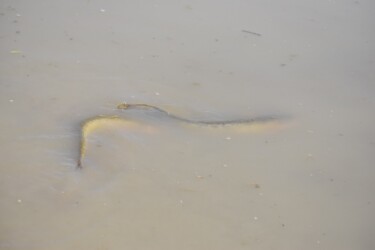 メスを追いかけるオス