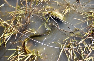 オスがメスに巻きついて産卵を促す