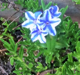 園芸種のホタルカズラ