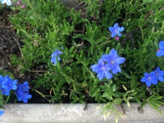 園芸種のホタルカズラ