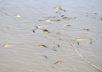 田んぼの中央に集まるヘラブナ