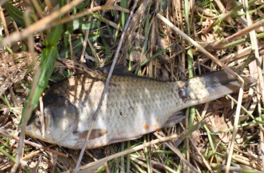 捕獲したヘラブナ 腹に橙色の卵が出ている