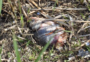 イタチ?に食べられた