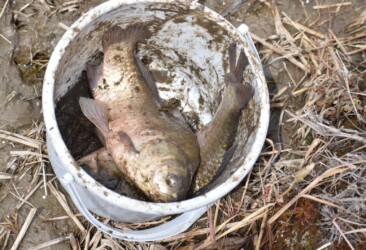 捕獲したヘラブナ