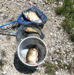 捕獲したヘラブナ