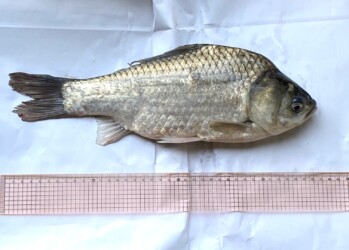 測ると37㎝あった