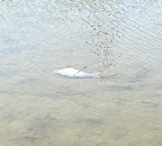 沼の浅瀬に放す