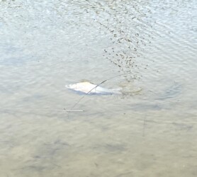 沼の浅瀬に放す