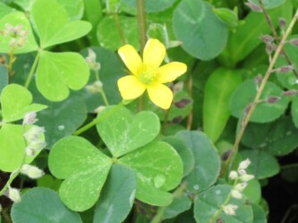 カタバミ