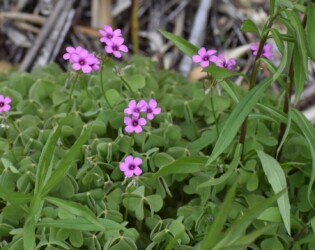 外来種 イモカタバミ(南アメリカ原産)