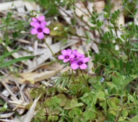 外来種 イモカタバミ(南アメリカ原産)