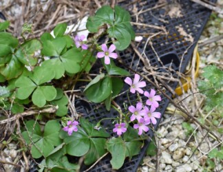 ムラサキカタバミ(南アメリカ原産⁉)