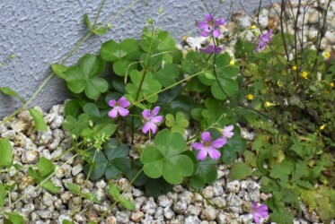 ムラサキカタバミ(南アメリカ原産⁉)