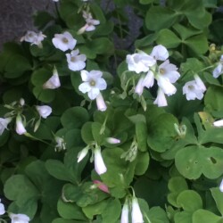 園芸種 白いカタバミ