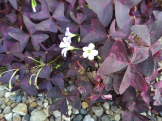 園芸種 白いカタバミ