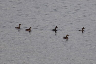 群れのカイツブリと飛翔