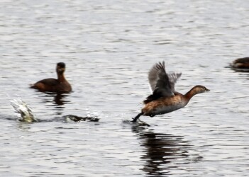 群れのカイツブリと飛翔