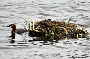 巣造りと子育て