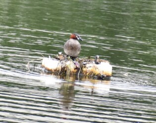 巣造りと子育て