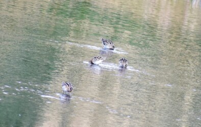 1月13日 津谷川の浅瀬の小群