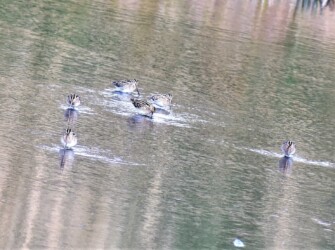 1月13日 津谷川の浅瀬の小群