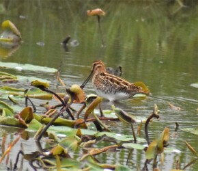 4月25日 愛西市立田のハス田での集団採餌