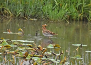 4月25日 愛西市立田のハス田での集団採餌