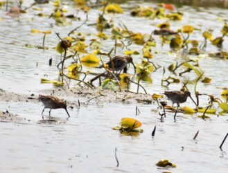 4月25日 愛西市立田のハス田での集団採餌