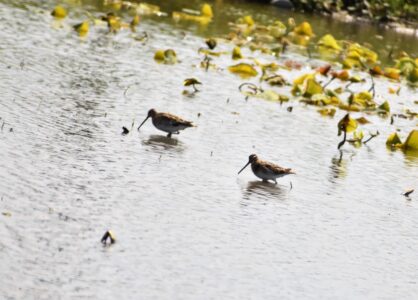 4月25日 愛西市立田のハス田での集団採餌
