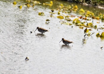 4月25日 愛西市立田のハス田での集団採餌