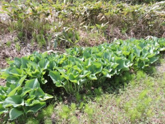 ウルイ(オオバギボウシ)