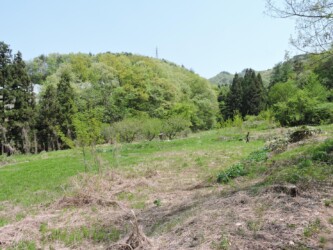 耕作放棄地の端のギボウシ