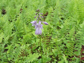 キボウシ(ウルイ)の花