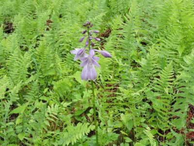 キボウシ(ウルイ)の花