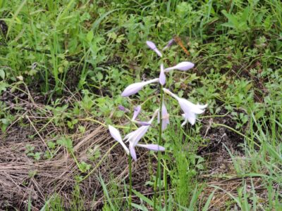 ギボウシ(ウルイ)の花