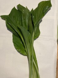 ウルイ(ギボウシ)の葉