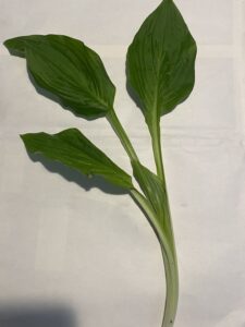 ウルイ(ギボウシ)の葉