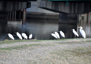 コサギの群れ