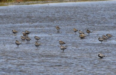 群れのムナグロ